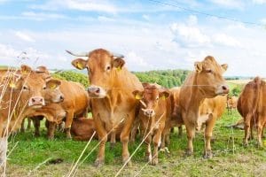 Aufhebungsvertrag;: Ein Pachtvertrag, ob Landwirtschaft, Gastronomie oder Kleingarten, kann durch einen solchen beendet werden.