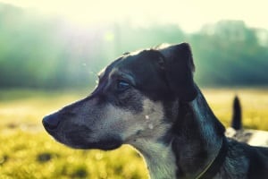 Hundebesuch in der Mietwohnung darf ebenfalls nicht grundsätzlich untersagt sein.